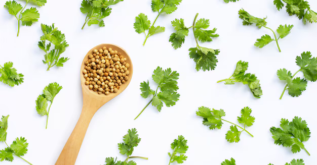 Coriander vs. Cilantro: What’s the Difference and How to Use Them?